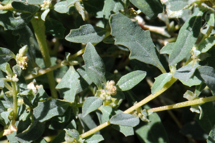 Australian Saltbush is a perennial trailing plant with slender spreading branches. plant introduced from south-central Australia and now found in the southwestern United States in AZ, CA, NV, NM, TX and UT. Atriplex semibaccata 